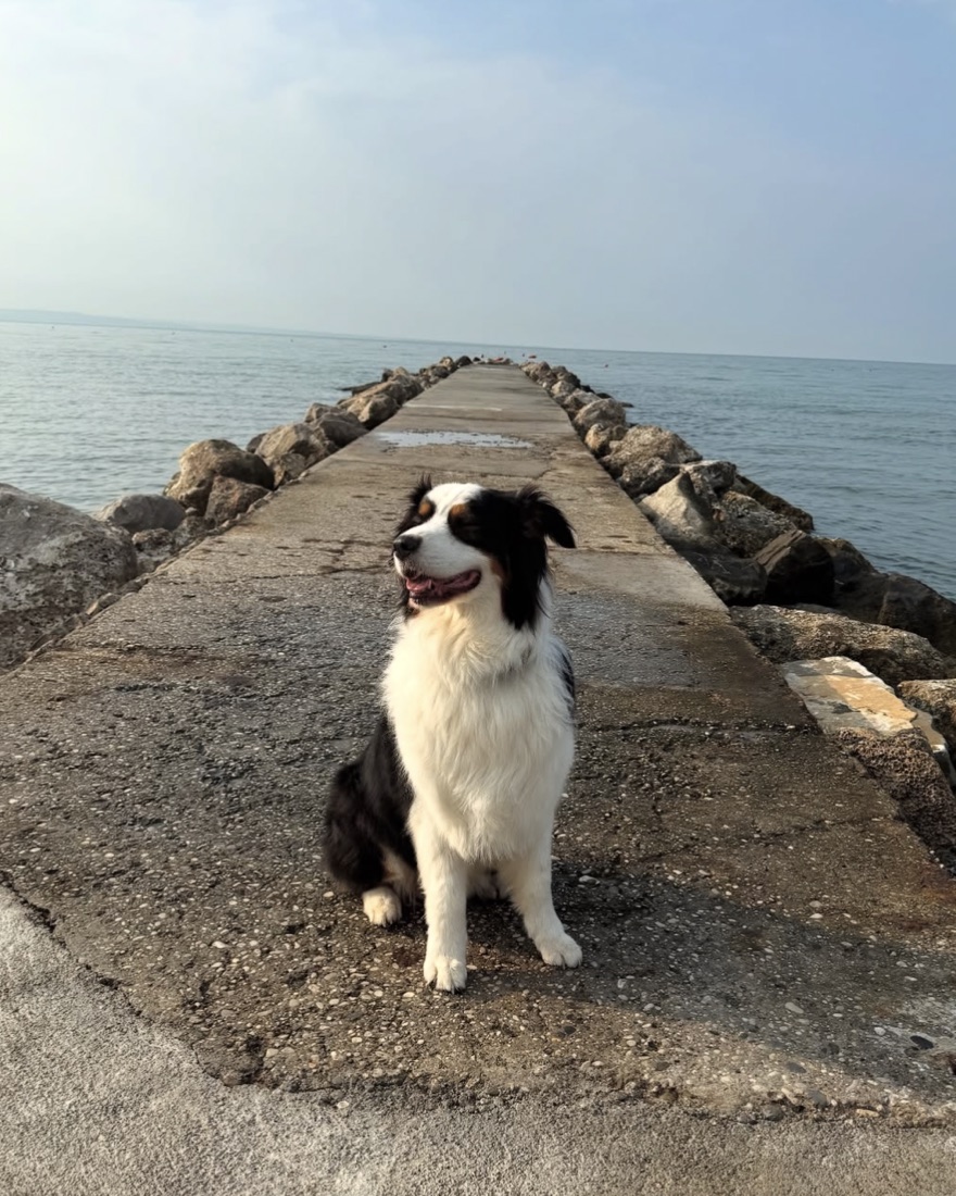 Panda, ein Australian Shepherd in Black-Tri